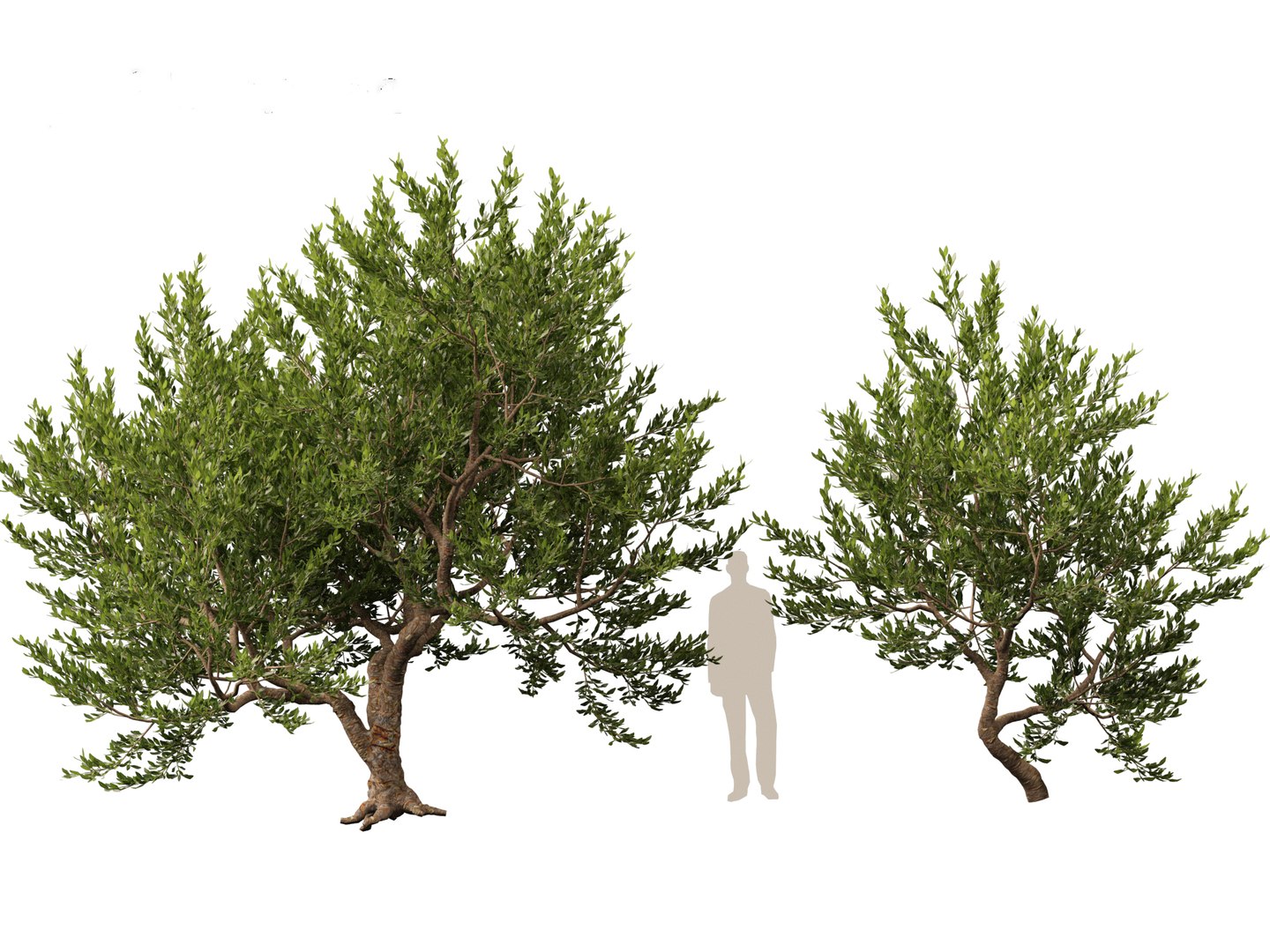 Pistacia lentiscus - Mastic 3D model https://p.turbosquid.com/ts-thumb/mh/SL0Zyw/ws/pistacialentiscus015/jpg/1711685390/1920x1080/fit_q87/33650b2dc89b618921c70f0a39176317c032592a/pistacialentiscus015.jpg