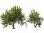 Pistacia lentiscus - Mastice