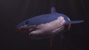 3d shark model
