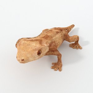 crested gecko 3D model