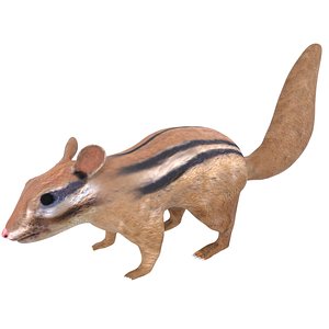 3D chipmunk rigged