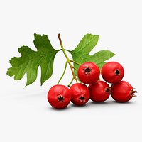 Hawthorn Berry Branch Fur