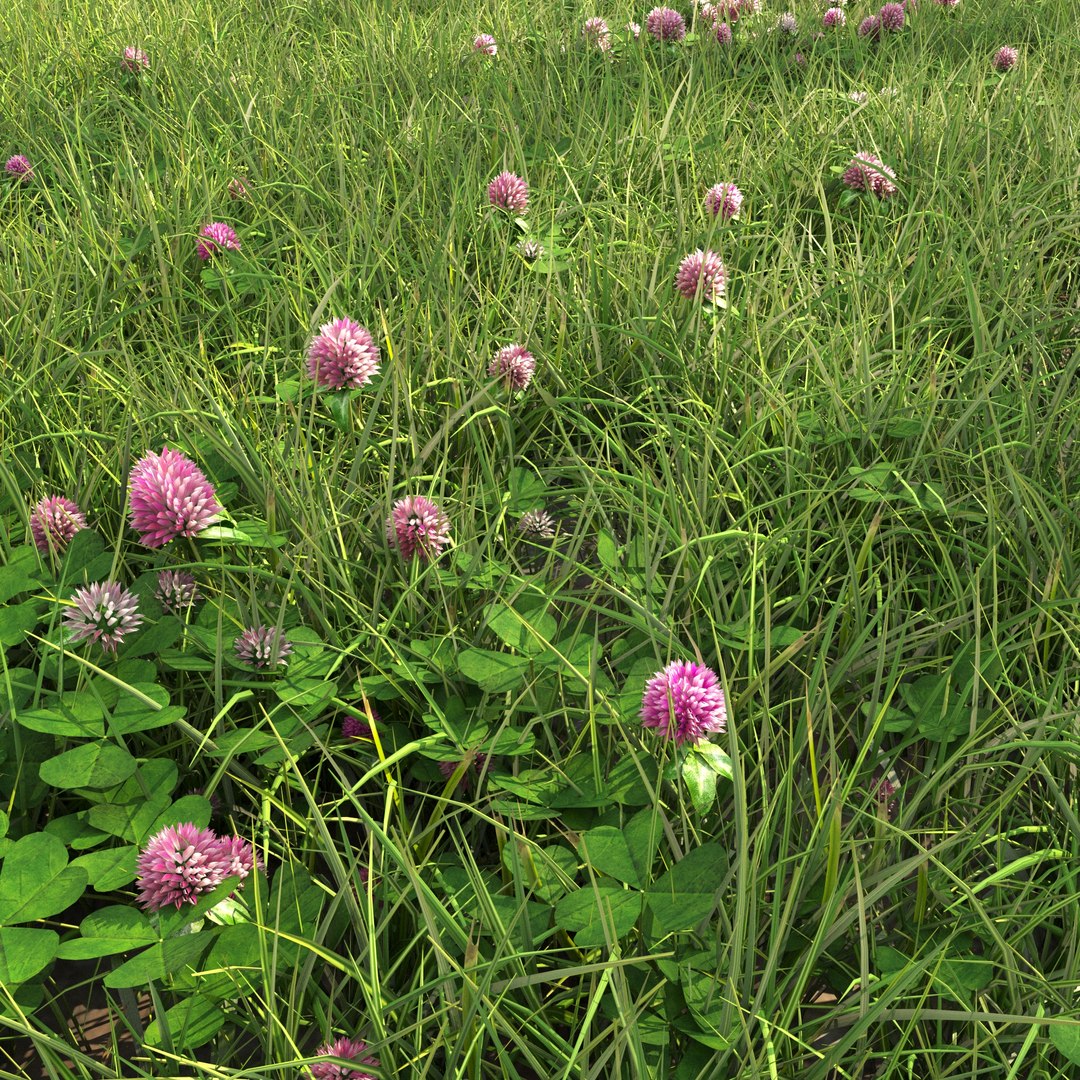 Field Grass With Clover 02 3D - TurboSquid 2149486