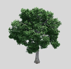 3D forest - ash tree model