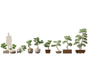Podocarpus macrophyllus - Buddhist Pine 01 3D model