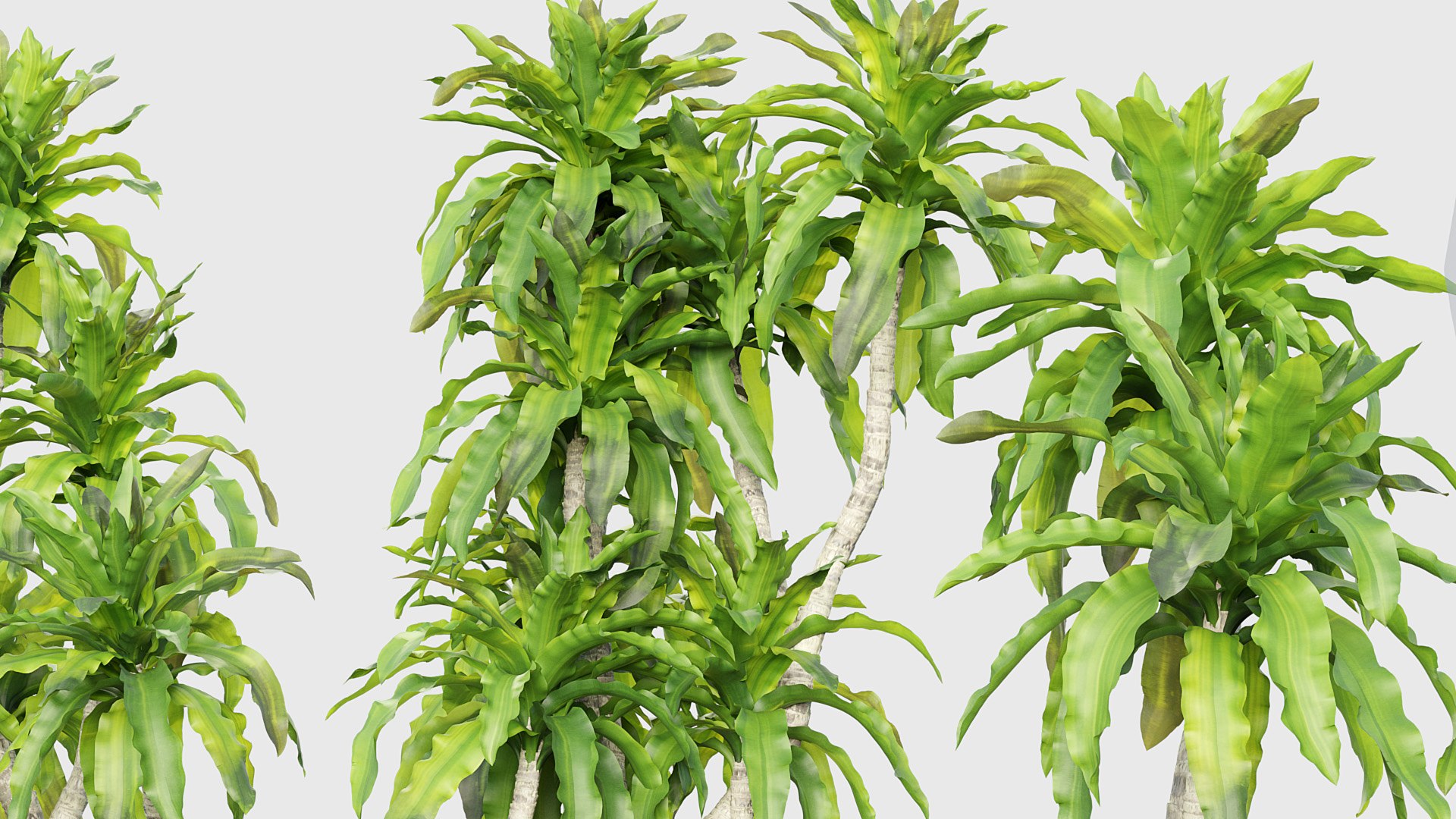 Dracaena aletriformis Dragon tree 3D https://p.turbosquid.com/ts-thumb/mi/H9yscg/At/bc_pm_p015_dracaena_aletriformis_05/jpg/1686626252/1920x1080/fit_q87/d26903ed24ed7d9396b24610679a706084084138/bc_pm_p015_dracaena_aletriformis_05.jpg