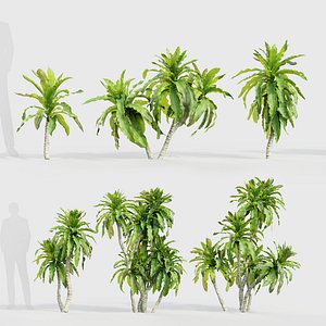 Dracaena aletriformis Dragon tree