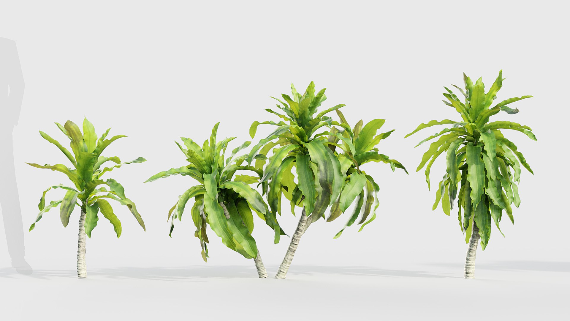 Dracaena aletriformis Dragon tree 3D https://p.turbosquid.com/ts-thumb/mi/H9yscg/Fp/bc_pm_p015_dracaena_aletriformis_02/jpg/1686626245/1920x1080/fit_q87/9b9257844ceda365ac7ee38fab672789bdb5383b/bc_pm_p015_dracaena_aletriformis_02.jpg