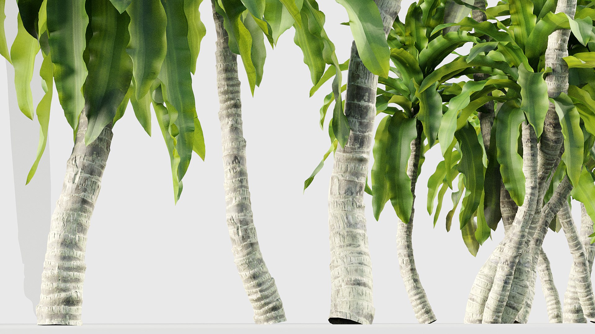 Dracaena aletriformis Dragon tree 3D https://p.turbosquid.com/ts-thumb/mi/H9yscg/Tv/bc_pm_p015_dracaena_aletriformis_07/jpg/1686626256/1920x1080/fit_q87/79772f212966546477f6647baec569931e02d45a/bc_pm_p015_dracaena_aletriformis_07.jpg