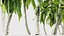 Dracaena aletriformis Dragon tree