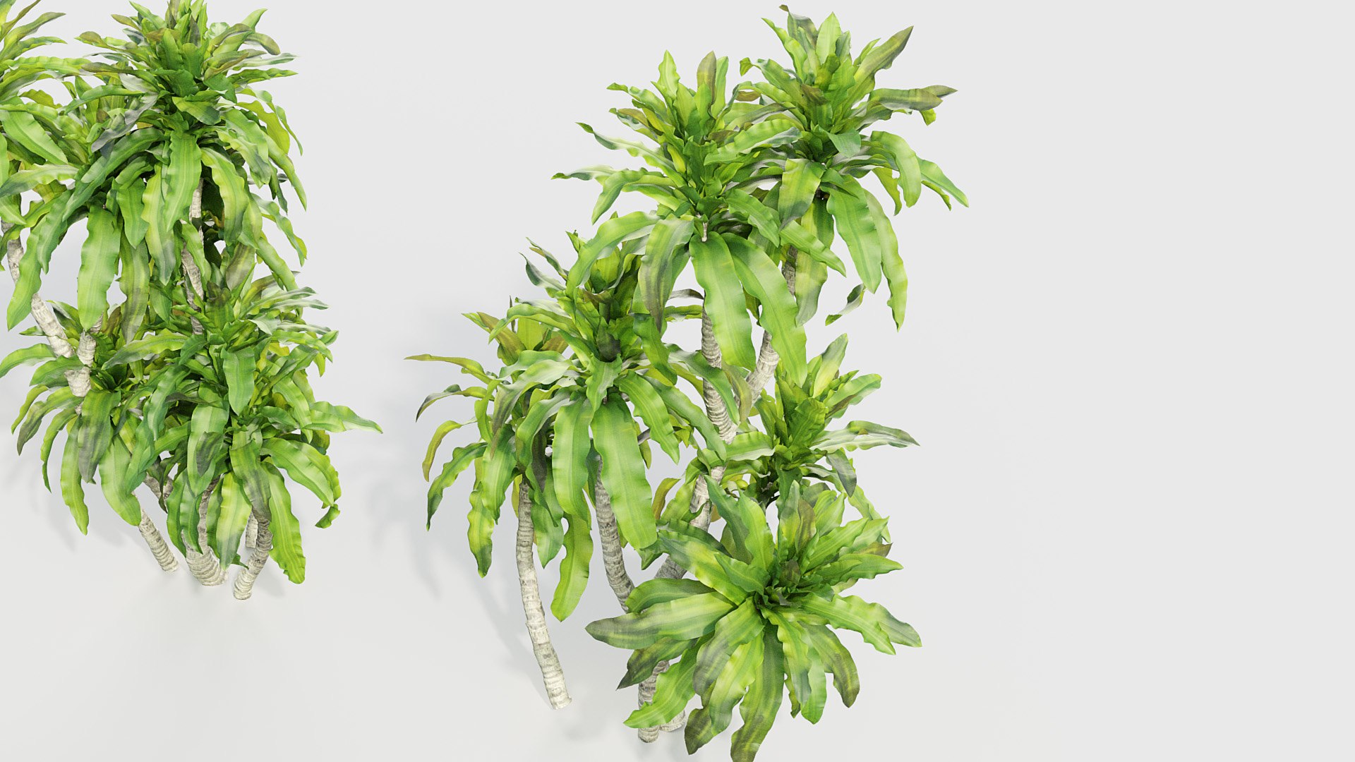 Dracaena aletriformis Dragon tree 3D https://p.turbosquid.com/ts-thumb/mi/H9yscg/mp/bc_pm_p015_dracaena_aletriformis_04/jpg/1686626248/1920x1080/fit_q87/1534eff4b570c18bdbc339febbd71578514580be/bc_pm_p015_dracaena_aletriformis_04.jpg