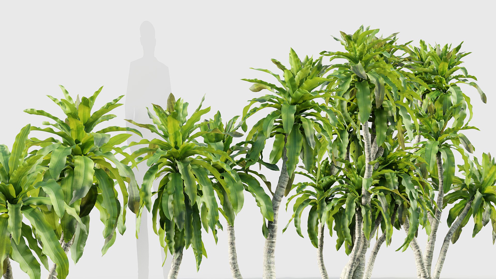 Dracaena aletriformis Dragon tree 3D https://p.turbosquid.com/ts-thumb/mi/H9yscg/wM/bc_pm_p015_dracaena_aletriformis_06/jpg/1686626253/1920x1080/fit_q87/11004e20b6950de4e550cf9d00e11bdb1c63ff54/bc_pm_p015_dracaena_aletriformis_06.jpg