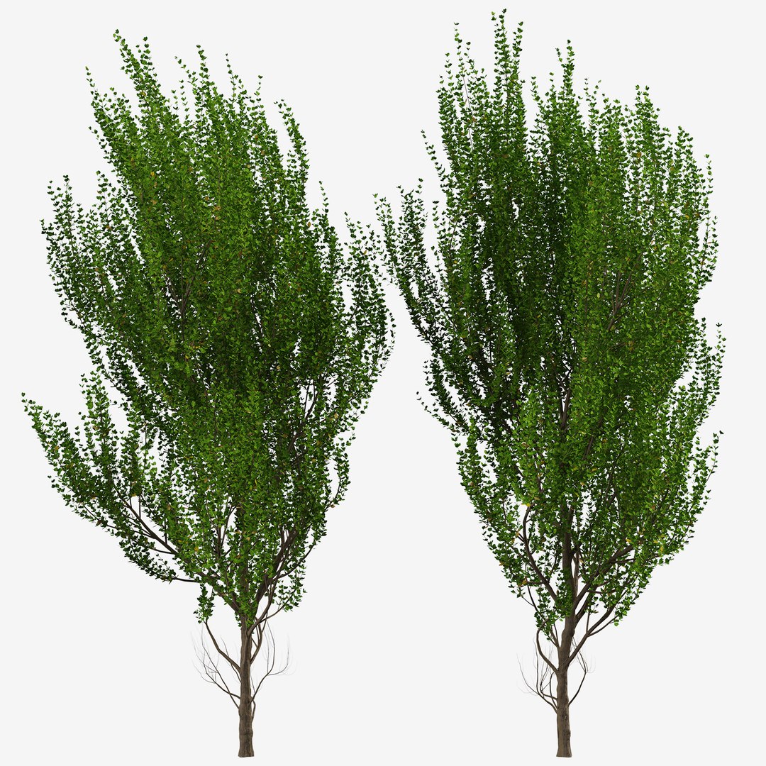 3D model Set of Boxleaf Azara or Azara microphylla Trees - TurboSquid ...