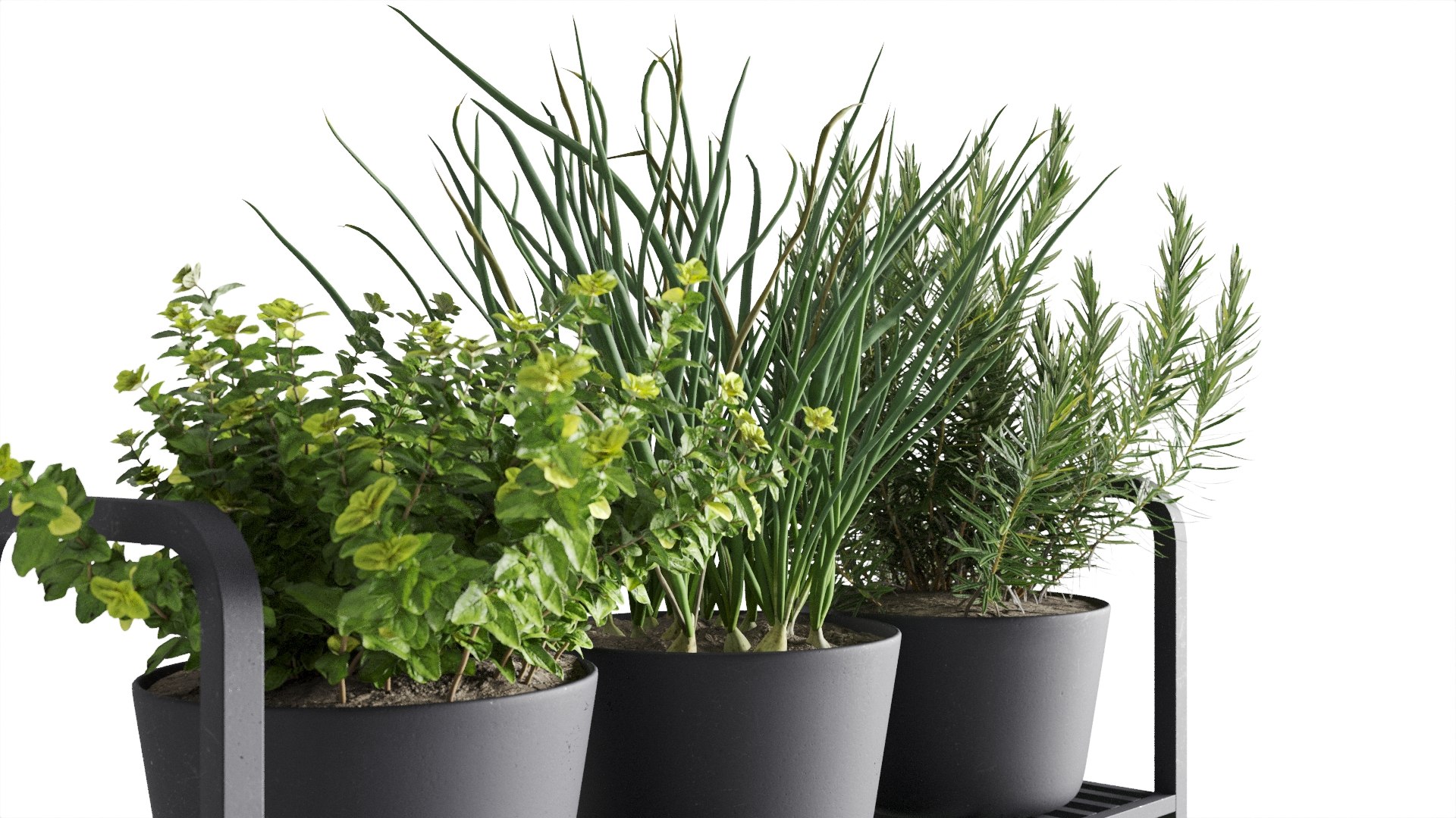3D Herb Shelf with Black Pots https://p.turbosquid.com/ts-thumb/mi/KlWevx/pF/preview_08/jpg/1762976373/1920x1080/fit_q87/47c37f6ece347fe5eb9d9736ed290bc62ca49583/preview_08.jpg