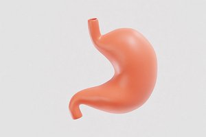 3D Stomach 3d model model