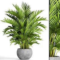 Howea Forsteriana Palm