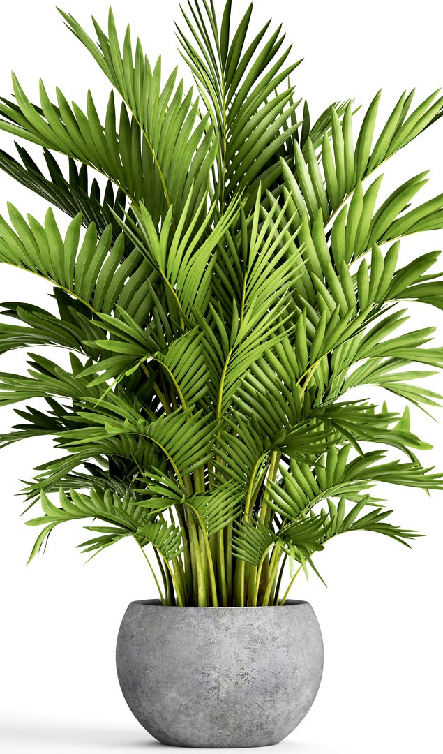 3D Howea Forsteriana Palm Model - TurboSquid 1193561