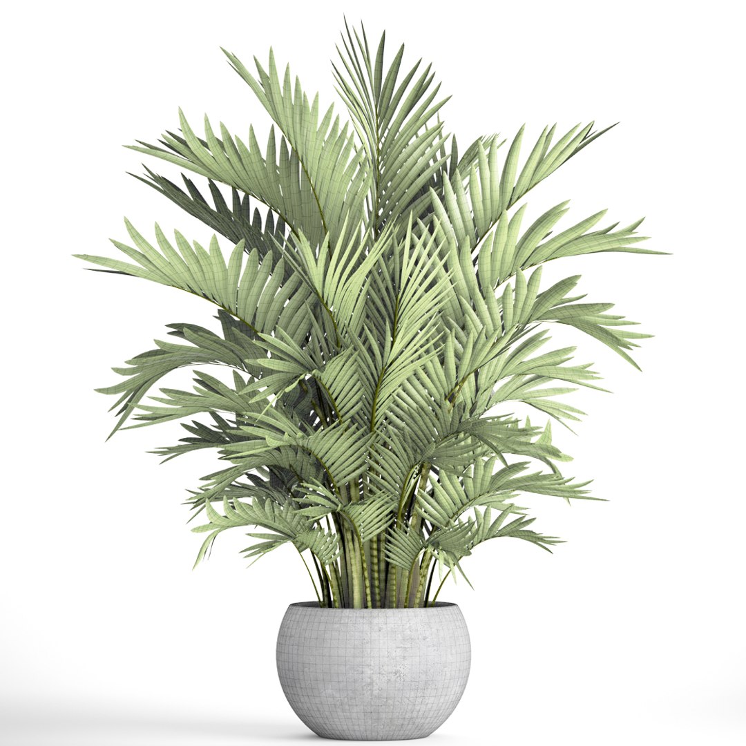 3D Howea Forsteriana Palm Model - TurboSquid 1193561