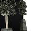 植物系列 62