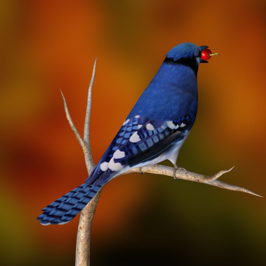 3ds Blue Jay Birds Ab