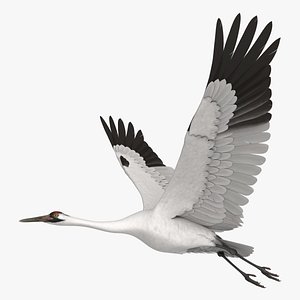 Whooping Crane