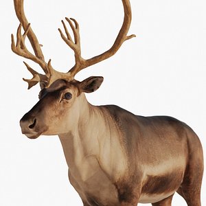 reindeer