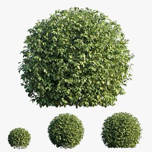 3D Bougainvillea plant set 12 model