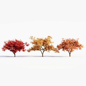 3D Acer palmatum c model