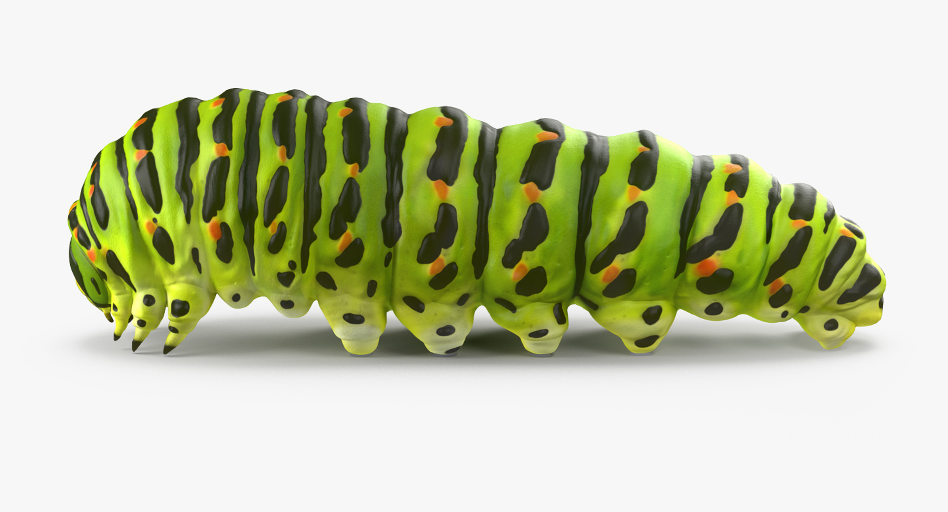 swallowtail butterfly caterpillar rigged model https://p.turbosquid.com/ts-thumb/mi/x9iAJk/XMBy3Rzy/swallowtail_butterfly_and_caterpillar_collection_362/jpg/1513801421/1920x1080/turn_fit_q99/affe7f87cb0f3cdfd16fb49e24b8a391ab4286bc/swallowtail_butterfly_and_caterpillar_collection_362-1.jpg