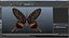 Swallowtail Butterfly and Caterpillar Rigged Collection for Maya