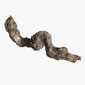Grapevine Bark Scanned StemCell
