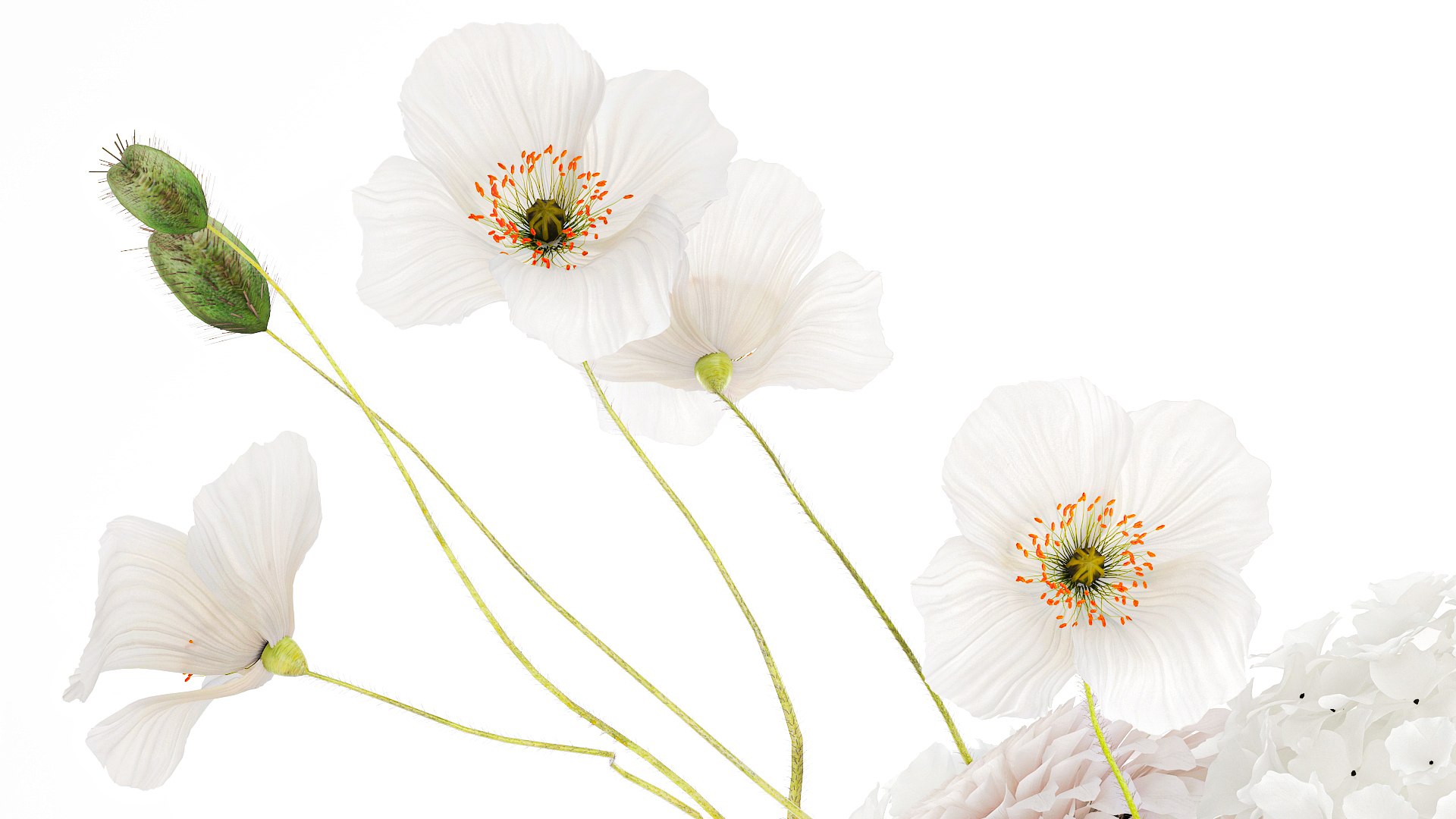 3D model Realistic White Bouquet Chrysanthemum Poppy hydrangea 622 https://p.turbosquid.com/ts-thumb/mj/LUNtGB/EP/1bouquet160907/jpg/1758282838/1920x1080/fit_q87/1e3afeb21a10b3d62983888df3a5413c78ede5ef/1bouquet160907.jpg