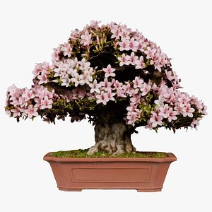 3D Satsuki Azalea Wide Light Pink Rhododendron Indicum Bonsai Tree Remastered model