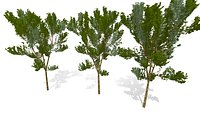 Small Oak Tree