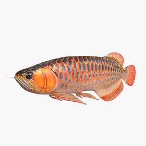 3D arowana nature