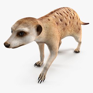 Meerkat Walking Pose 3D
