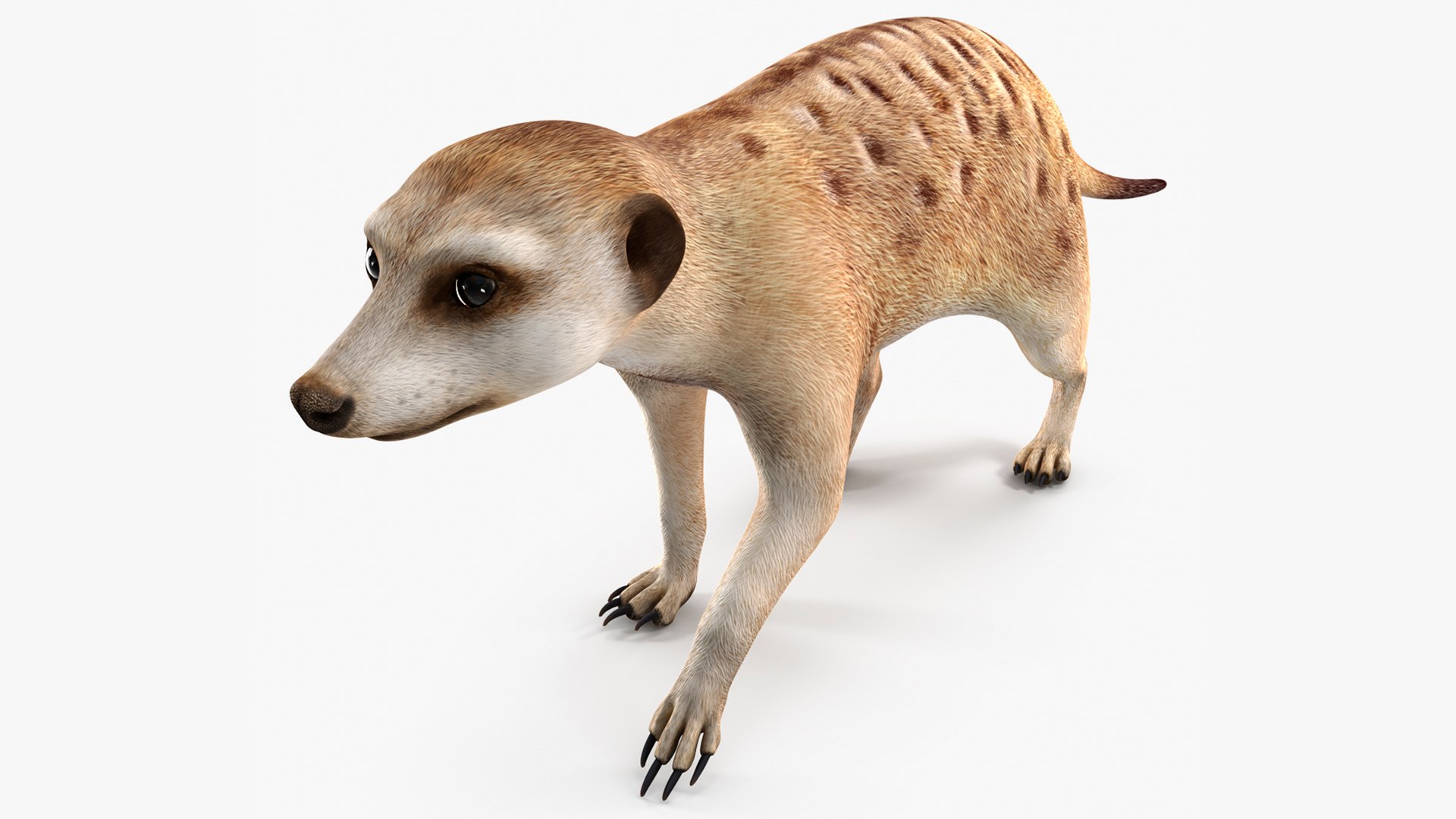 Meerkat Walking Pose 3D model preview