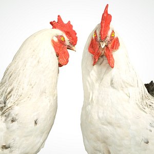 Brahma Haan Chicken