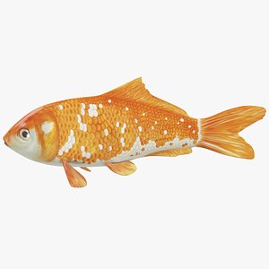 Koi Carp Orange White