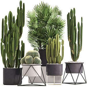Collection of Exotic Cactus Plants