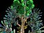 Pandora Jungle Animated Pack