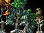 Pandora Jungle Animated Pack