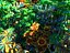 Pandora Jungle Animated Pack