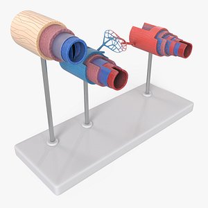 Anatomical Model Blood Vessels and Vein in Section on Shaft 3D