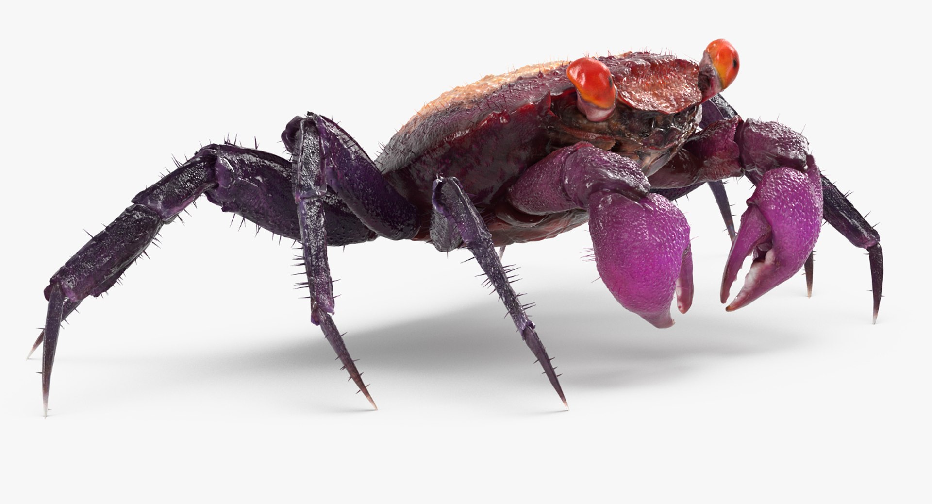 Vampire Crab Geosesarma with Fur 3D Model 3D model preview