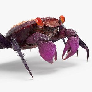 vampire crab geosesarma fur max