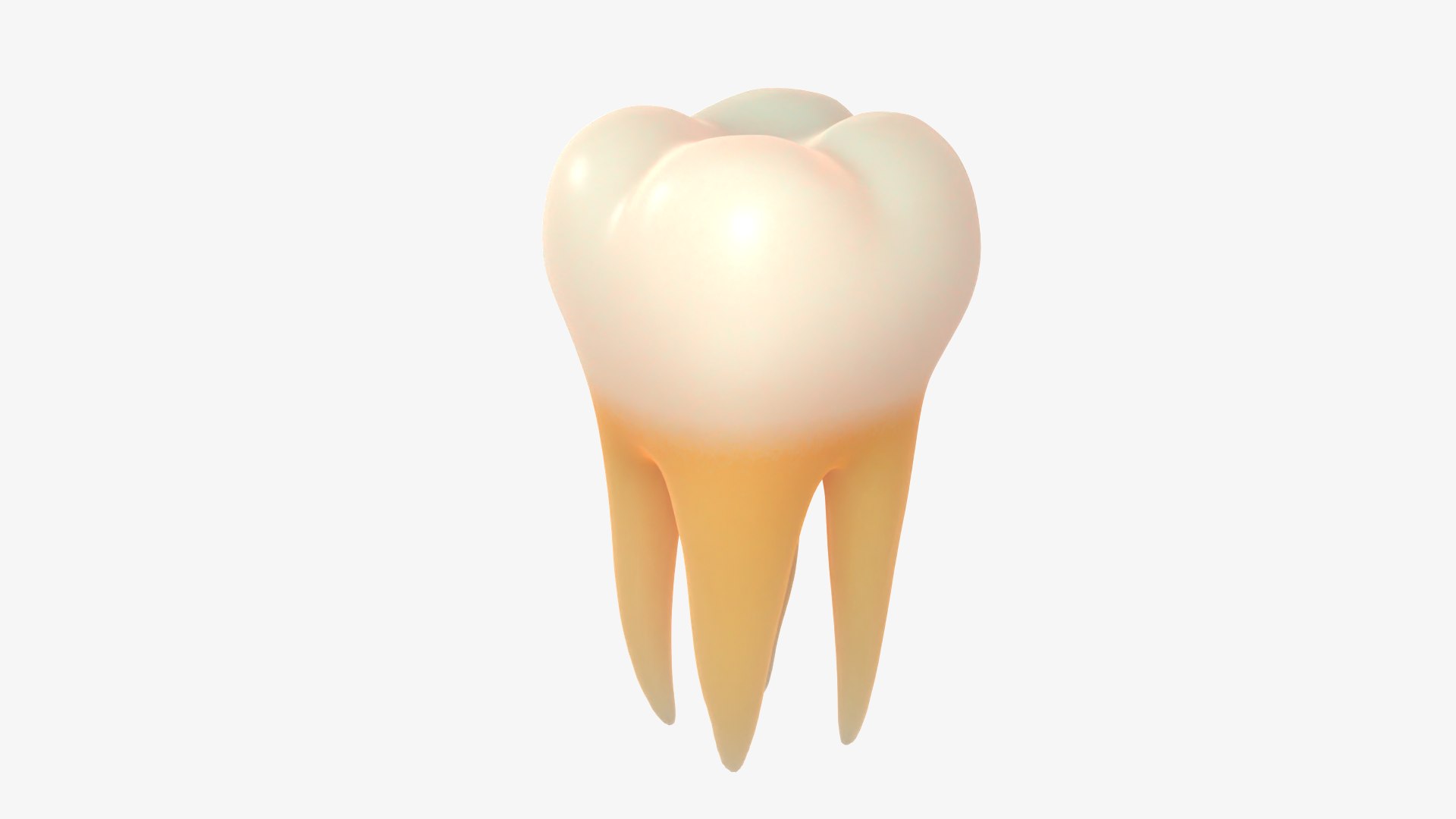 3D model Enamel molar tooth https://p.turbosquid.com/ts-thumb/ml/7z10si/9y/01/png/1640354215/1920x1080/fit_q87/8c94c93b56c8e1a82b0fd27643c0e70b14a06f11/01.jpg