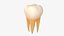 Dente molar de esmalte
