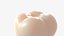 Dente molar de esmalte