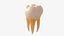 Dente molar de esmalte